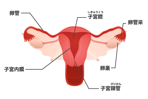 女性の体の作りを図解でわかりやすく解説 赤ちゃんができる仕組みを勉強しよう 不妊治療ドットナビ